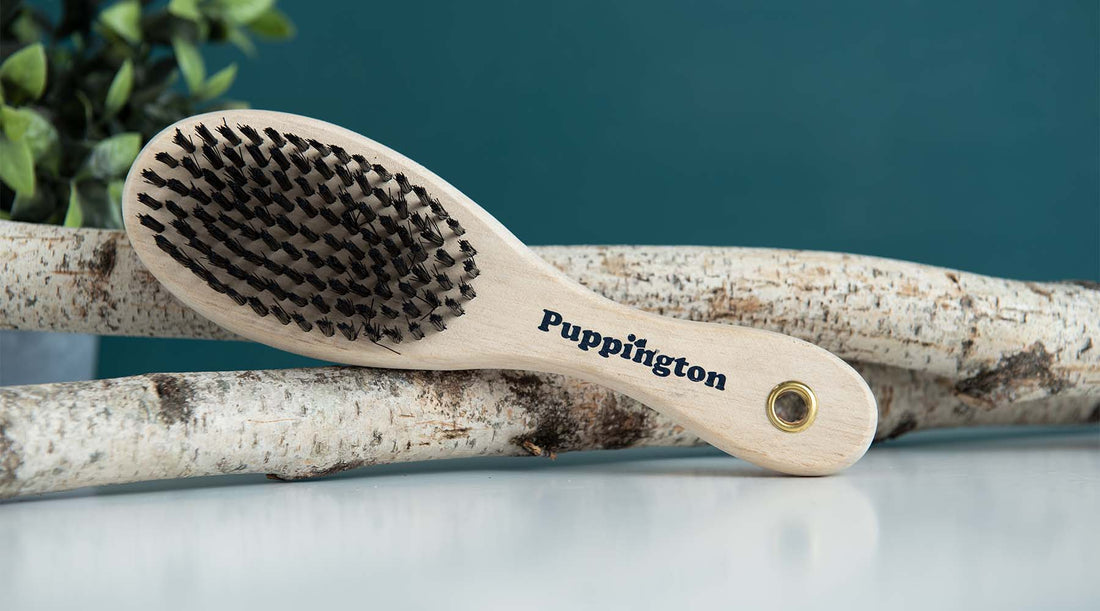 Dog Shedding Brushes for Winter