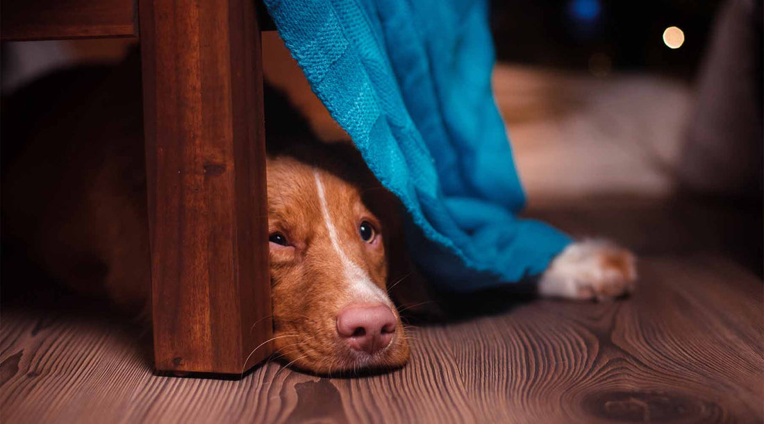 Calm Your Anxious Dog
