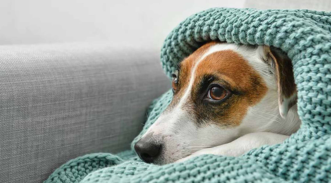 Calm Your Anxious Dog