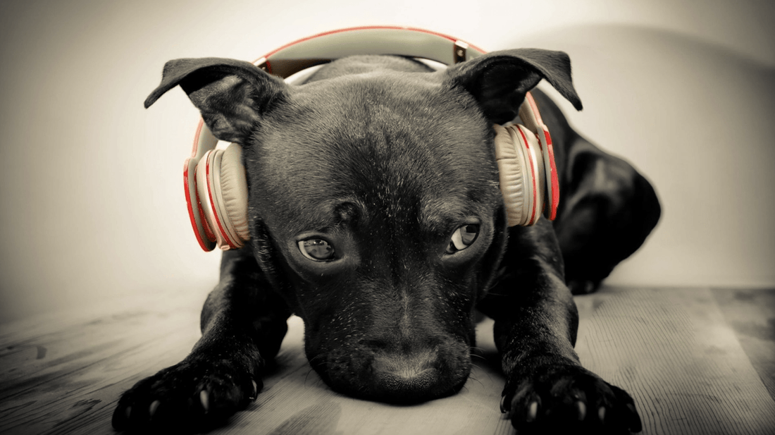 Do Dogs Like Music