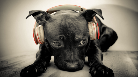 Do Dogs Like Music
