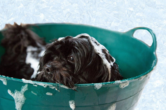 Do Dogs Need Organic Dog Food