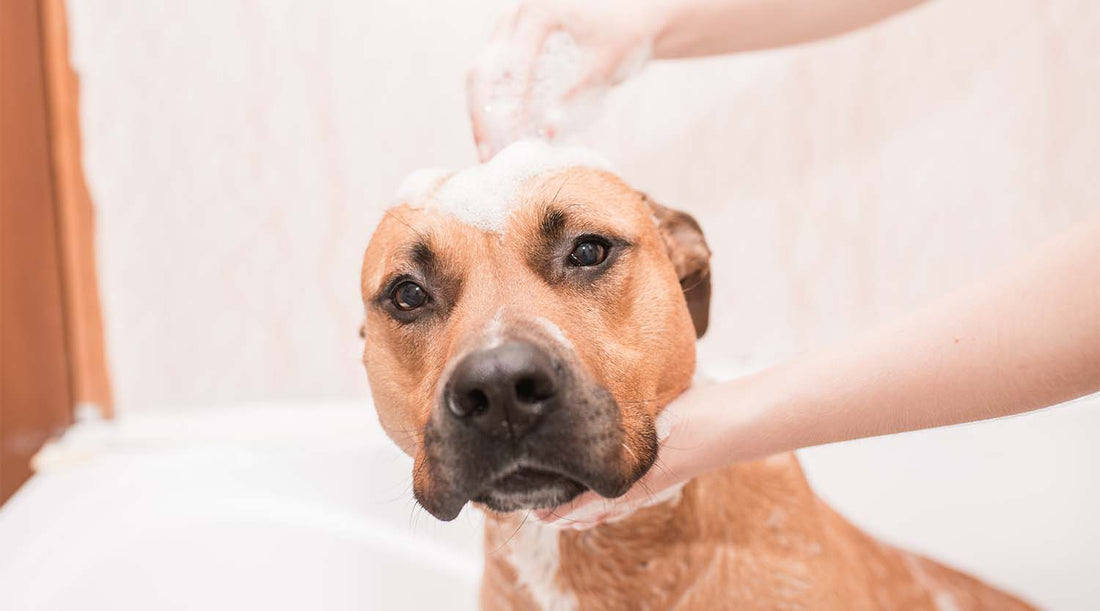 Groom Your Dog at Home