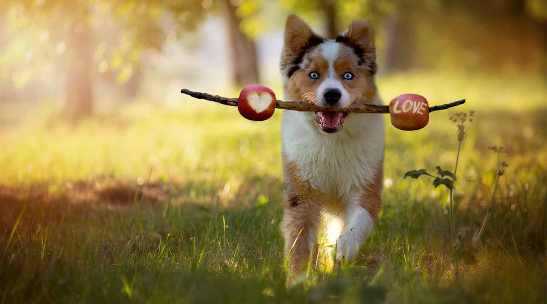 Dogs Eat Apple Cores