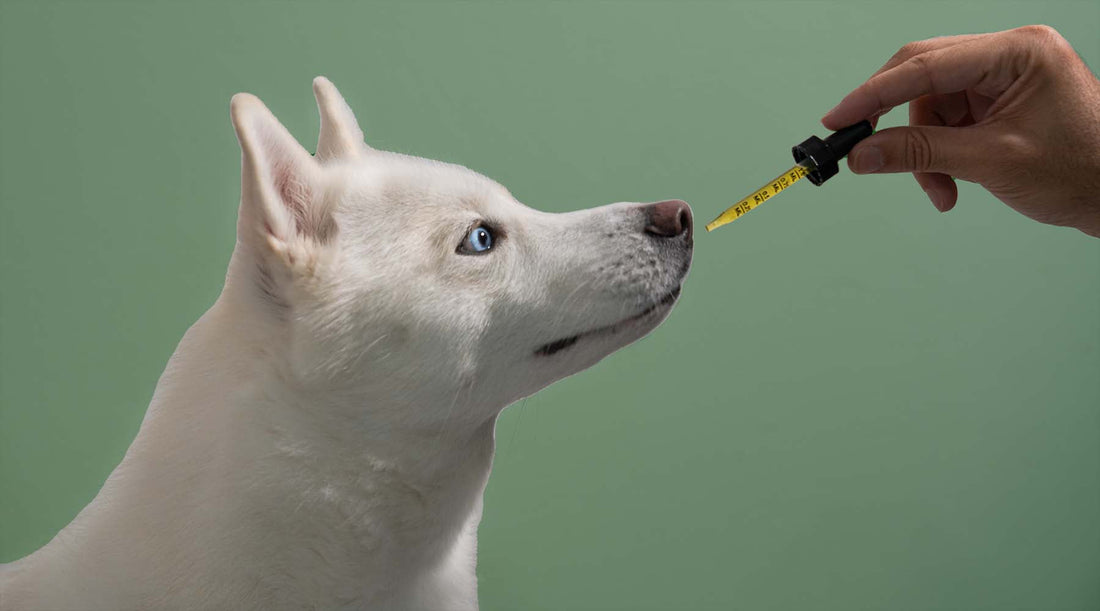 CBD Dog Treats for Anxiety: Do They Work?