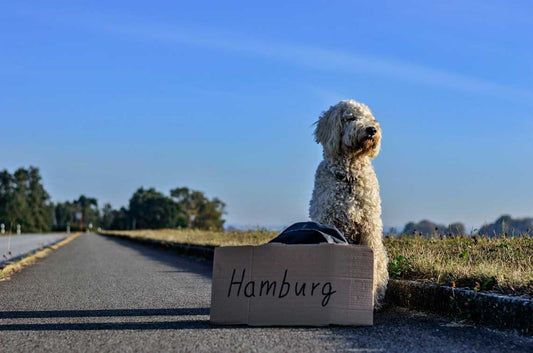 When Traveling with Your Dog