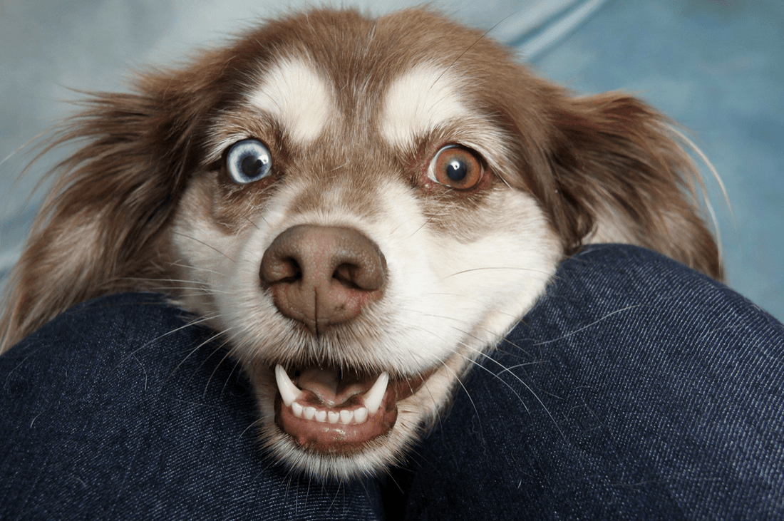 Rescue Dog