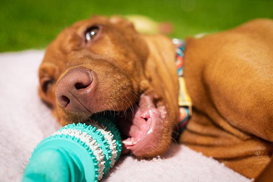 Dog Dental Care