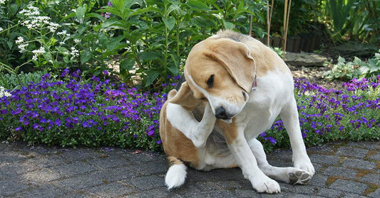 Stop Dog Scratching Fast