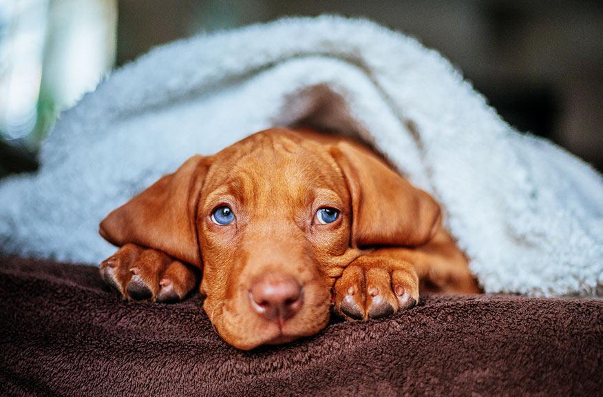 Treat Your Itchy Dog's Skin