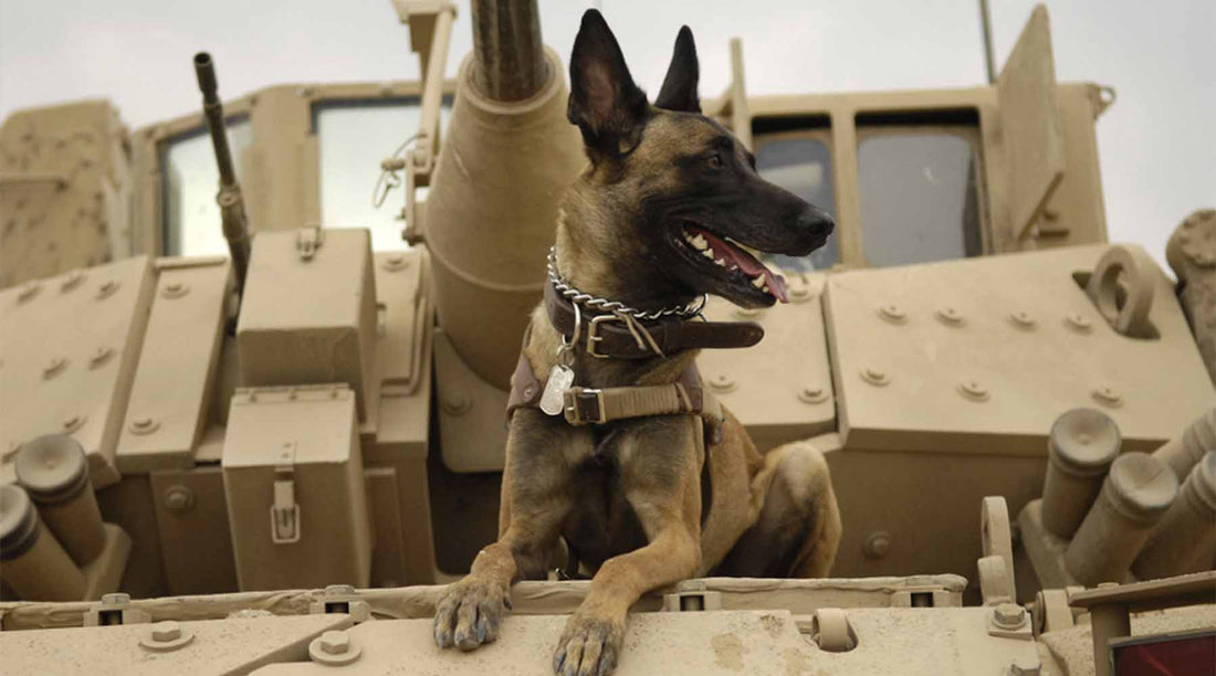 Celebrate 5 Four-Legged American Heroes