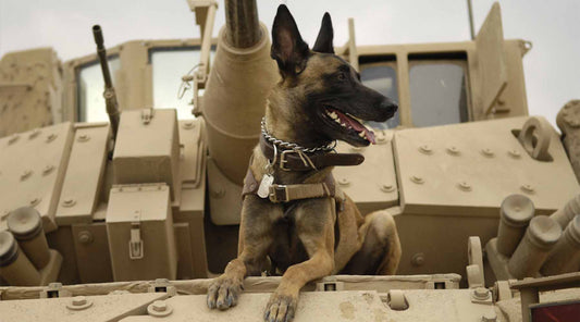 Celebrate 5 Four-Legged American Heroes