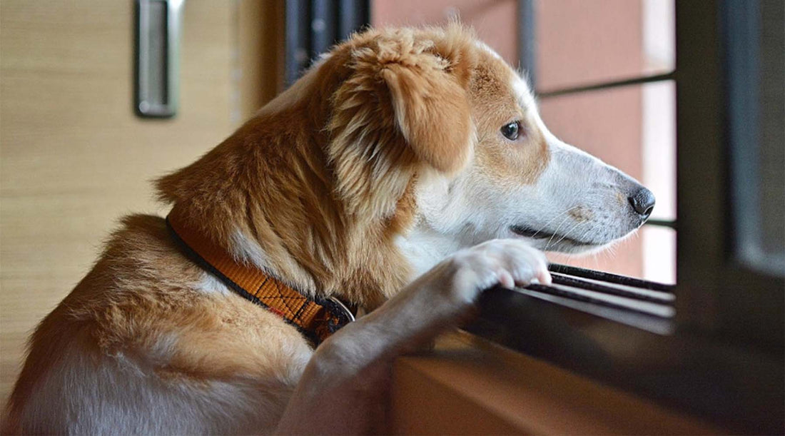 Dog Separation Anxiety - How to Cure Separation Anxiety in Dogs