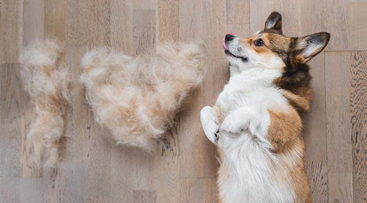 Brushing Help With Shedding
