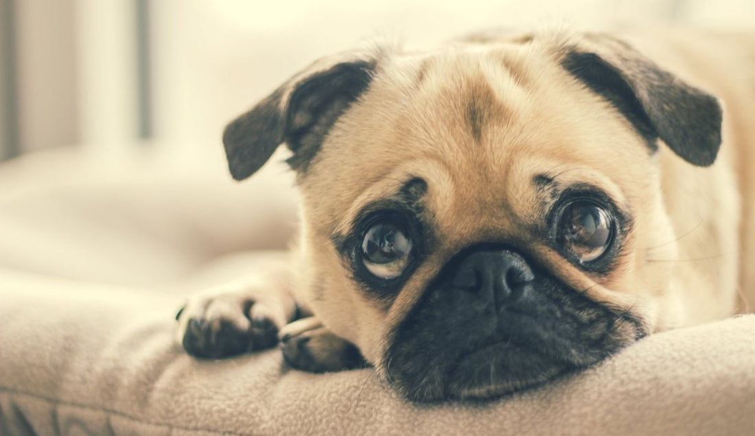 Top 5 Dangerous Foods for your Dog