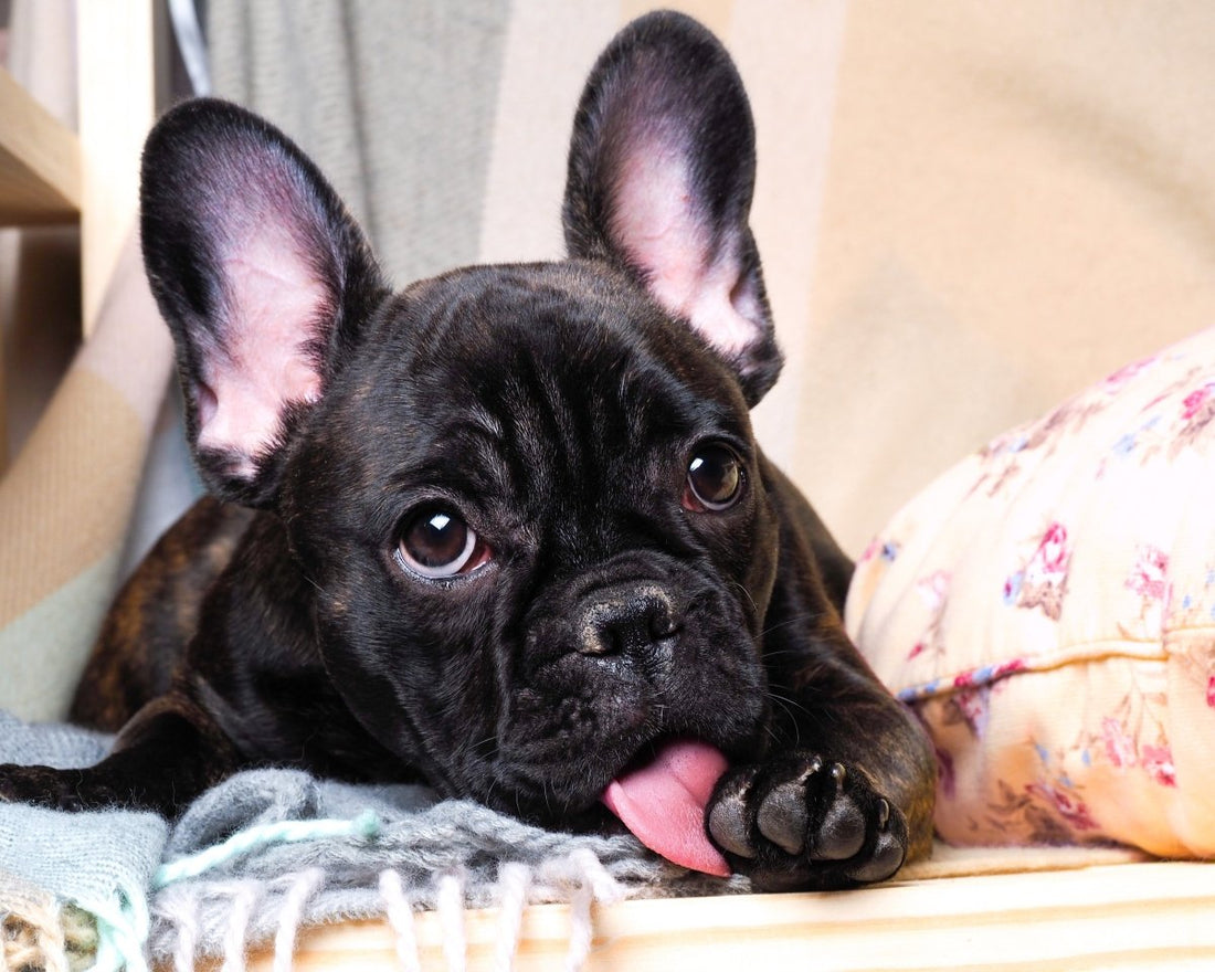 Dogs Lick their Paws