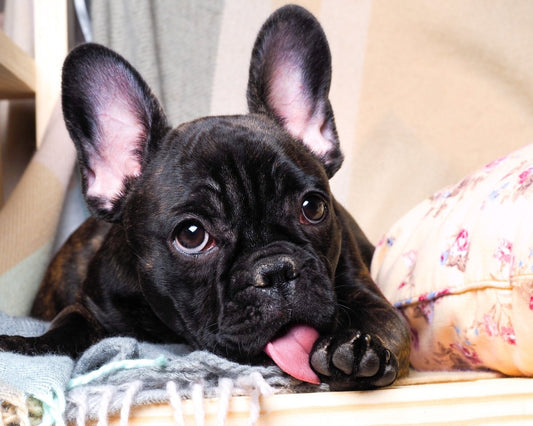 Dogs Lick their Paws